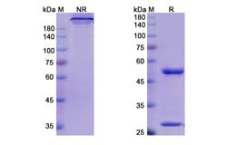Invitrogen Mogamulizumab Humanized Recombinant Human Monoclonal Antibody