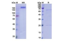 Invitrogen Ponezumab Humanized Recombinant Human Monoclonal Antibody 100