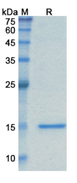 Invitrogen Caplacizumab Humanized Recombinant Human Monoclonal Antibody