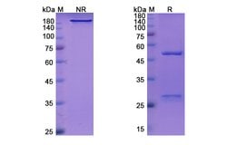 Invitrogen Inclacumab Recombinant Human Monoclonal Antibody 100 &mu;g;