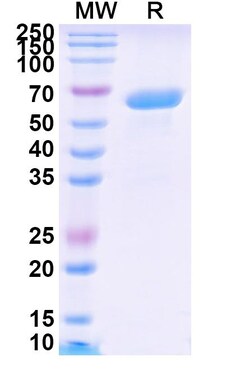 Invitrogen Solitomab Recombinant Mouse Monoclonal Antibody 100 &mu;g; Unconjugated:Antibodies,