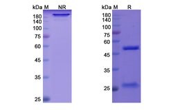 Invitrogen Quilizumab Humanized Recombinant Human Monoclonal Antibody 100
