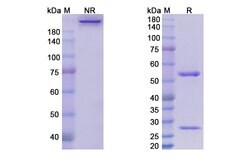 Invitrogen Enoticumab Recombinant Human Monoclonal Antibody 100 &mu;g;