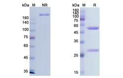 Invitrogen Imgatuzumab Humanized Recombinant Human Monoclonal Antibody