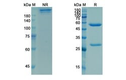 Invitrogen Ligelizumab Humanized Recombinant Human Monoclonal Antibody