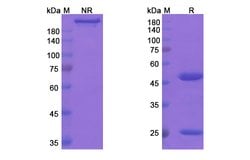 Invitrogen Ocaratuzumab Humanized Recombinant Human Monoclonal Antibody