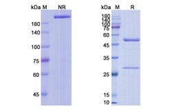 Invitrogen Vorsetuzumab Humanized Recombinant Human Monoclonal Antibody