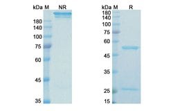 Invitrogen Modotuximab Chimeric Recombinant Human Monoclonal Antibody 100