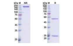 Invitrogen Dusigitumab Recombinant Human Monoclonal Antibody 100 &mu;g;
