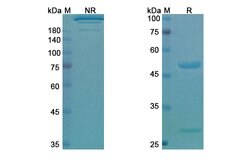 Invitrogen Pidilizumab Humanized Recombinant Human Monoclonal Antibody