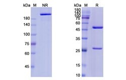 Invitrogen Polatuzumab Humanized Recombinant Human Monoclonal Antibody