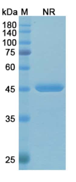 Invitrogen Idarucizumab Humanized Recombinant Human Monoclonal Antibody 100 &mu;g | Buy Online | Invitrogen&trade; | Fisher Scientific