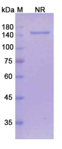 Invitrogen Tarextumab Recombinant Human Monoclonal Antibody 100 &mu;g;