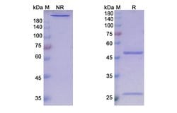 Invitrogen Guselkumab Recombinant Human Monoclonal Antibody 100 &mu;g;