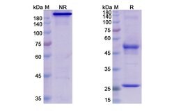 Invitrogen Pembrolizumab Humanized Recombinant Human Monoclonal Antibody
