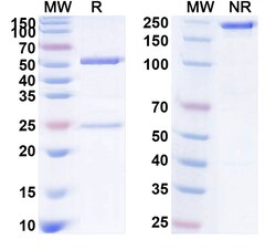 Invitrogen Enfortumab Recombinant Human Monoclonal Antibody 100 &mu;g | Buy Online | Invitrogen&trade; | Fisher Scientific
