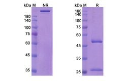 Invitrogen Sofituzumab Humanized Recombinant Human Monoclonal Antibody