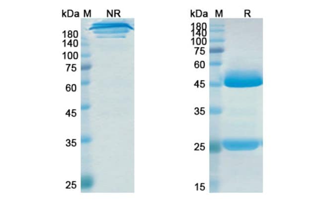 Ralpancizumab Human Monoclonal Antibody, Invitrogen™ 100 μg