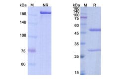 Invitrogen Bococizumab Humanized Recombinant Human Monoclonal Antibody