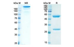 Invitrogen Abituzumab Humanized Recombinant Human Monoclonal Antibody 100
