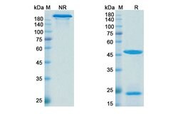 Invitrogen Denintuzumab Humanized Recombinant Human Monoclonal Antibody