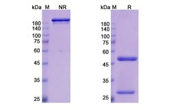 Invitrogen Emibetuzumab Humanized Recombinant Human Monoclonal Antibody