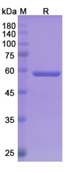 Invitrogen Pasotuxizumab Chimeric Recombinant Human Monoclonal Antibody