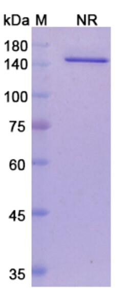 Invitrogen Vanucizumab Humanized Recombinant Human Monoclonal Antibody