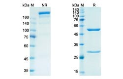 Invitrogen Emactuzumab Humanized Recombinant Human Monoclonal Antibody 100 &mu;g | Buy Online | Invitrogen&trade; | Fisher Scientific