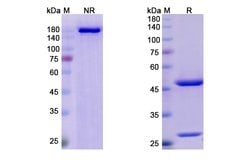 Invitrogen Lumretuzumab Humanized Recombinant Human Monoclonal Antibody