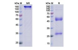 Invitrogen Lenzilumab Recombinant Human Monoclonal Antibody 100 &mu;g;