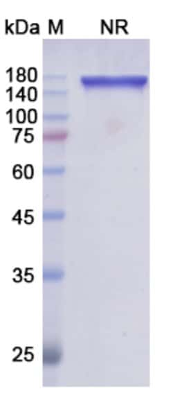 Invitrogen Tafasitamab Humanized Recombinant Human Monoclonal Antibody