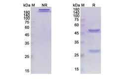 Invitrogen Atezolizumab Humanized Recombinant Human Monoclonal Antibody