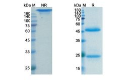 Invitrogen Lokivetmab Recombinant Canine Monoclonal Antibody 100 &mu;g;