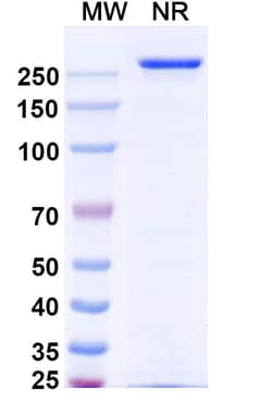 Invitrogen Vandortuzumab Humanized Recombinant Human Monoclonal Antibody 100 &mu;g | Buy Online | Invitrogen&trade; | Fisher Scientific