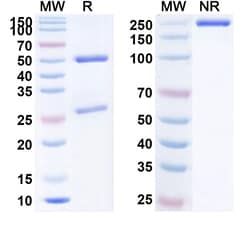 Invitrogen Nemolizumab Humanized Recombinant Human Monoclonal Antibody 100 &mu;g | Buy Online | Invitrogen&trade; | Fisher Scientific