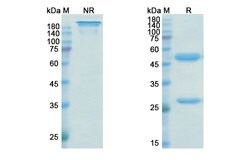 Invitrogen Isatuximab Chimeric Recombinant Human Monoclonal Antibody 100