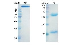 Invitrogen Indusatumab Recombinant Human Monoclonal Antibody 100 &mu;g;