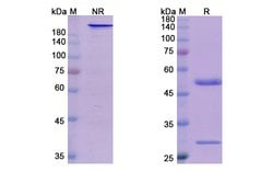 Invitrogen Bermekimab Humanized Recombinant Human Monoclonal Antibody 100