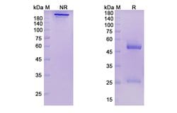 Invitrogen Pepinemab Chimeric Recombinant Human Monoclonal Antibody 100