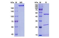 Invitrogen Inebilizumab Humanized Recombinant Human Monoclonal Antibody
