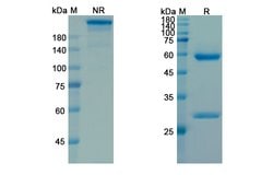 Invitrogen Pamrevlumab Recombinant Human Monoclonal Antibody 100 &mu;g;