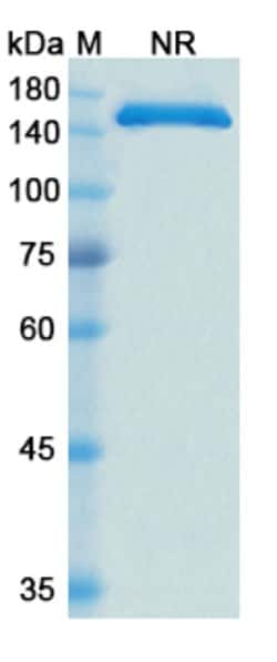 Invitrogen Cergutuzumab Humanized Recombinant Human Monoclonal Antibody