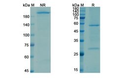 Invitrogen Opicinumab Recombinant Human Monoclonal Antibody 100 &mu;g;