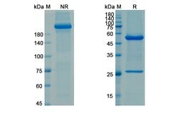 Invitrogen Ascrinvacumab Recombinant Human Monoclonal Antibody 100 &mu;g;