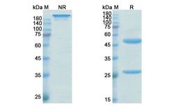 Invitrogen Emicizumab Humanized Recombinant Human Monoclonal Antibody 100