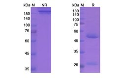 Invitrogen Plozalizumab Humanized Recombinant Human Monoclonal Antibody