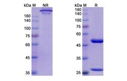 Invitrogen Risankizumab Humanized Recombinant Human Monoclonal Antibody
