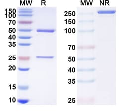 Invitrogen Rovalpituzumab Humanized Recombinant Human Monoclonal Antibody