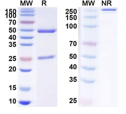 Invitrogen Tisotumab Recombinant Human Monoclonal Antibody 100 &mu;g; Unconjugated:Antibodies,